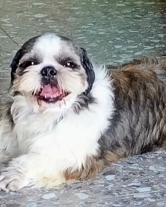 Shih tzu