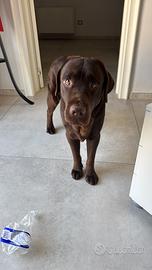 Cane per accoppiamento