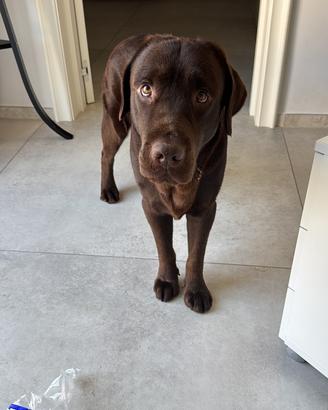 Cane per accoppiamento