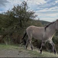 Mulo,madre doppio pony padre asino