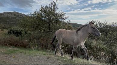 Mulo,madre doppio pony padre asino