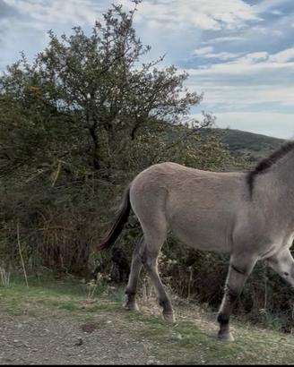 Mulo,madre doppio pony padre asino