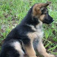 Cucciolo pastore tedesco