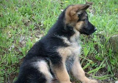 Cucciolo pastore tedesco