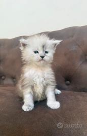 Cuccioli maine coon pedigree anfi linee estere top