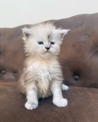 Cuccioli maine coon pedigree anfi linee estere top