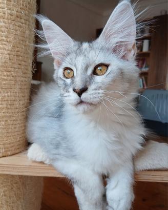 Cucciola Maine Coon shaded con pedigree
