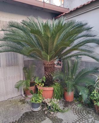 piante cigas 