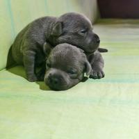 Staffordshire bull terrier
