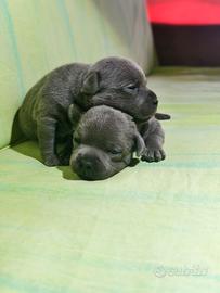 Staffordshire bull terrier