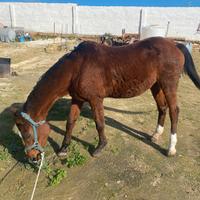 Cavalla angloaraba a 15 anni per principia