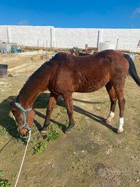 Cavalla angloaraba a 15 anni per principia