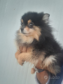 Pomerania black and tan