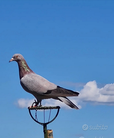 Piccioni addestrati