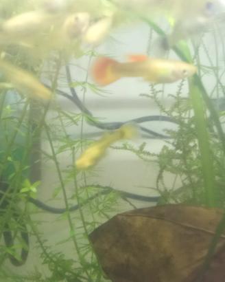 Guppy e platy