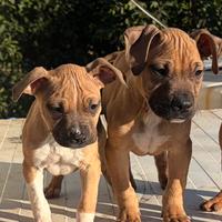 Amstaff