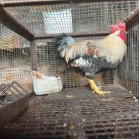 Gallo