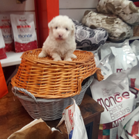 Barboncino maltipo mini toy maschio