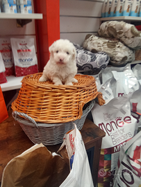 Barboncino maltipo mini toy maschio