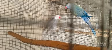Parrocchetto dal collare cleartail