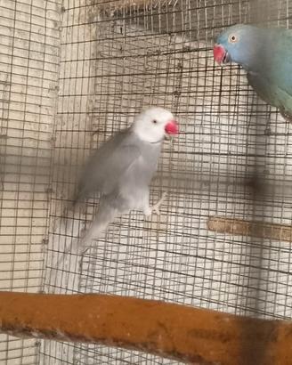 Parrocchetto dal collare cleartail