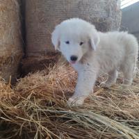 Cuccioli di pastore maremmano