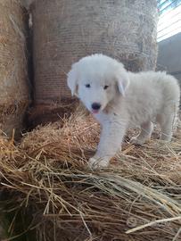 Cuccioli di pastore maremmano