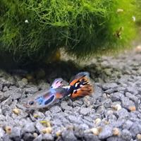Pesce guppy colorato