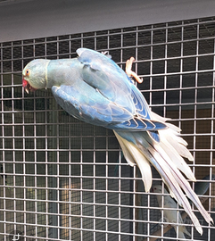 Parrocchetto dal collare emerald