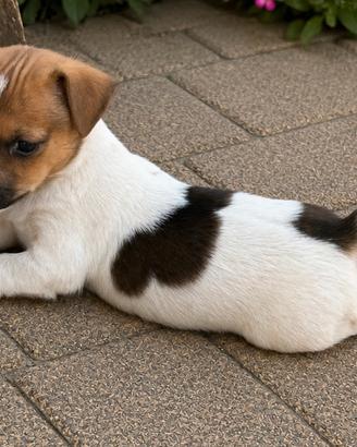 Cuccioli jack russel
