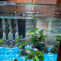 Acquario d'acqua dolce