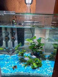 Acquario d'acqua dolce