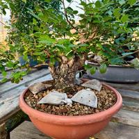 Olmo pumila bonsai