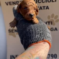 Barboncino mini toy red 2M 2F anche a rate