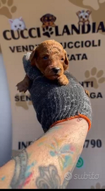 Barboncino mini toy red 2M 2F anche a rate