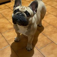 Bulldog francese da monta