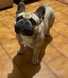 Bulldog francese da monta