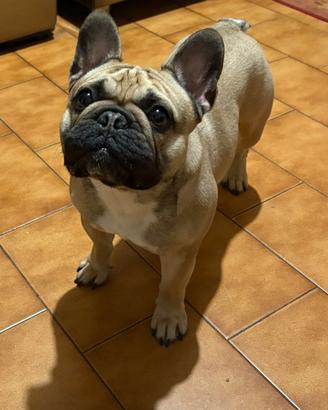 Bulldog francese da monta