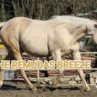 Fattrici quarter horse gravide