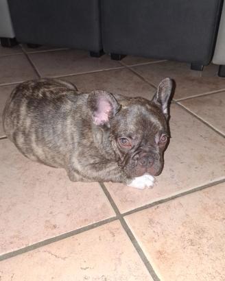 Bulldog francese