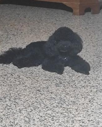 Disponibile maschietto Toy per monta
