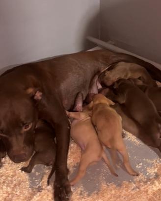 Cuccioli di Pit Bull