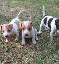 Cucciolini di jack russel