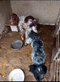 Setter inglese