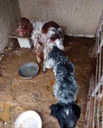 Setter inglese
