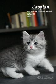Cucciolo di gatto Siberiano