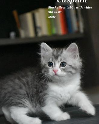 Cucciolo di gatto Siberiano