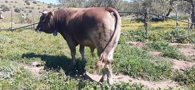 Toro sardo bruno