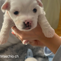 Cuccioli Coton de Tulear