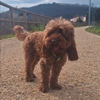 Barboncina toy per accoppiamento